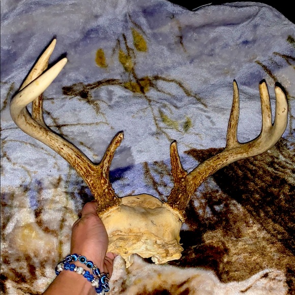 King Other - 6-8 Point Deer Rack Great for Mounting in Man Cave